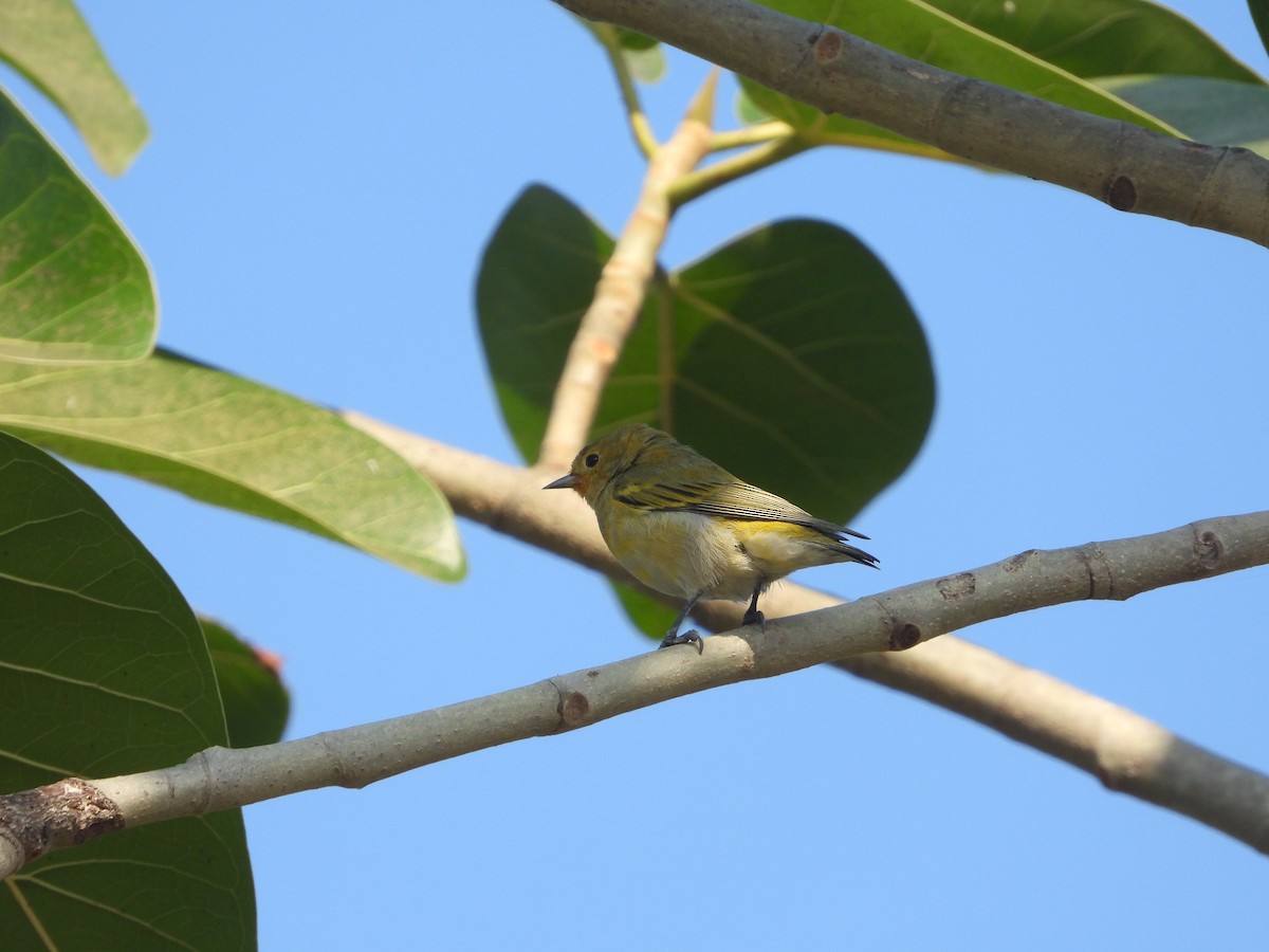 Fire-capped Tit - ML642263832