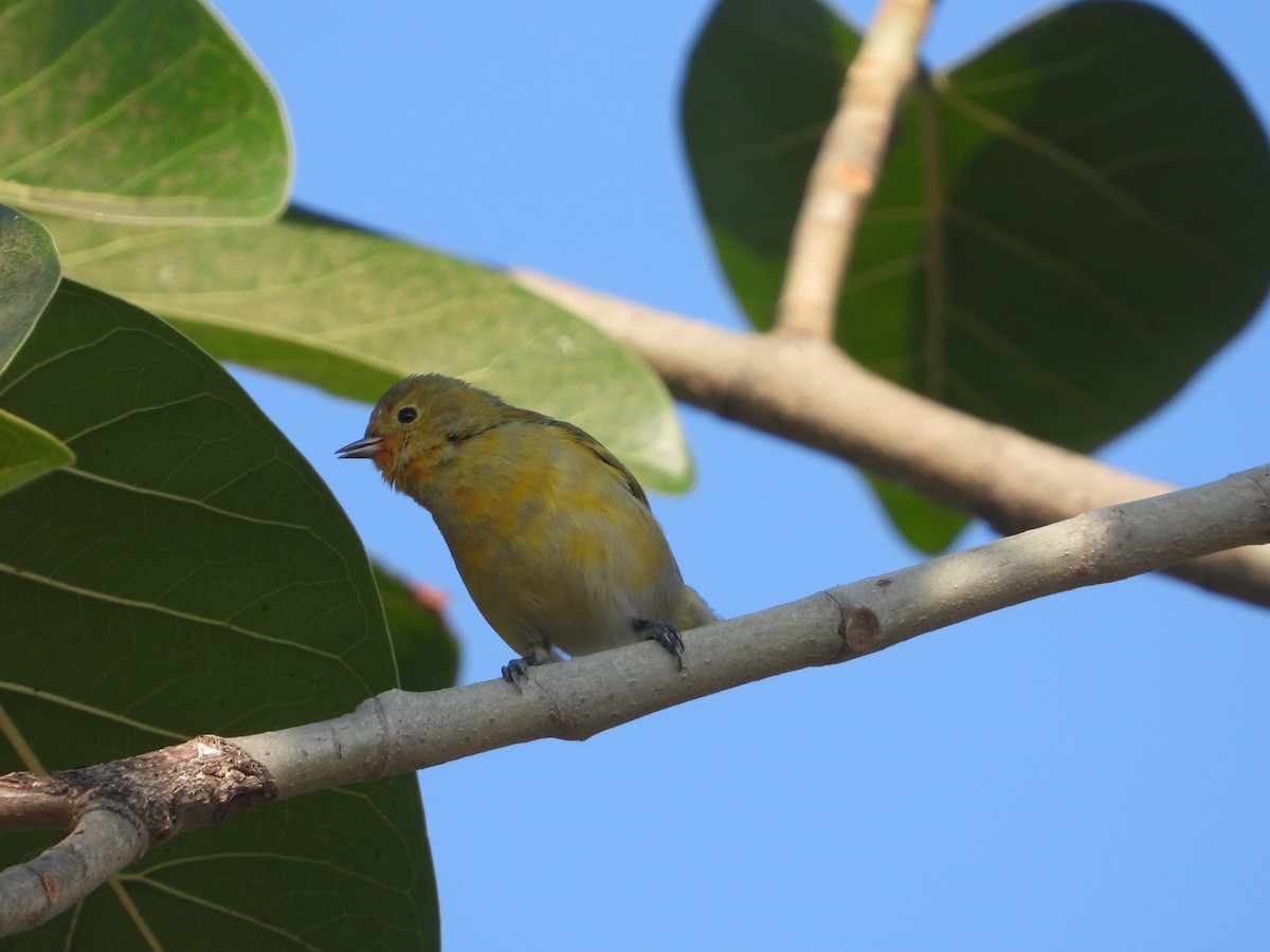 Fire-capped Tit - ML642263833