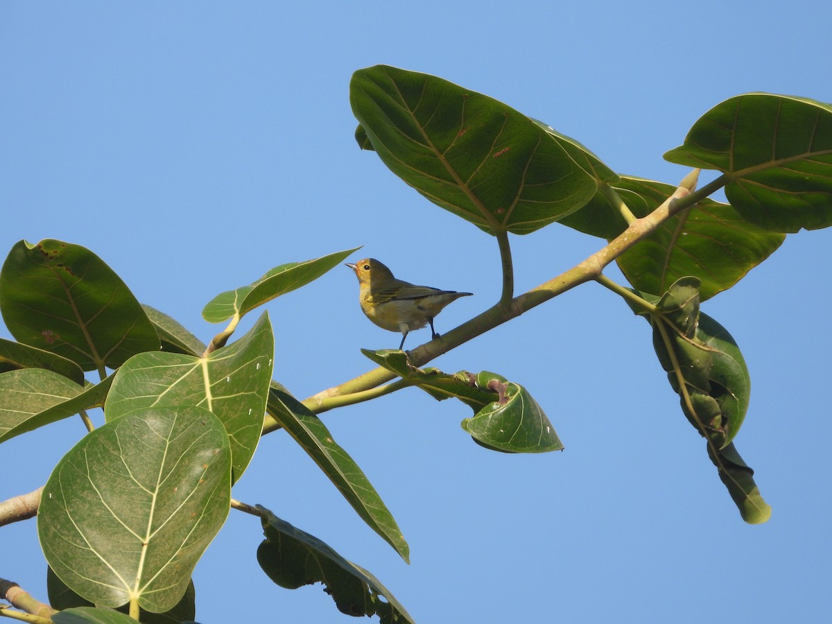 Fire-capped Tit - ML642263834