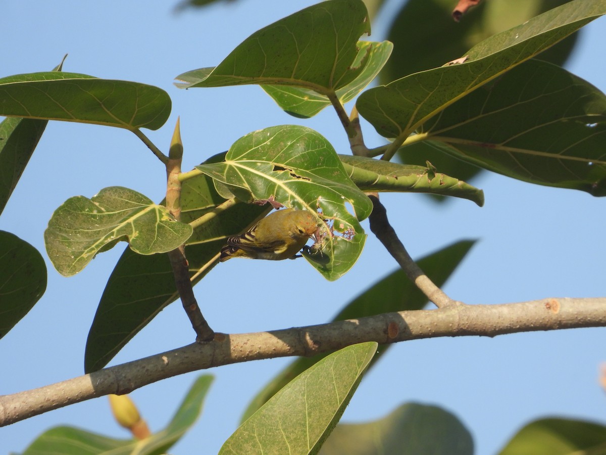 Fire-capped Tit - ML642263835