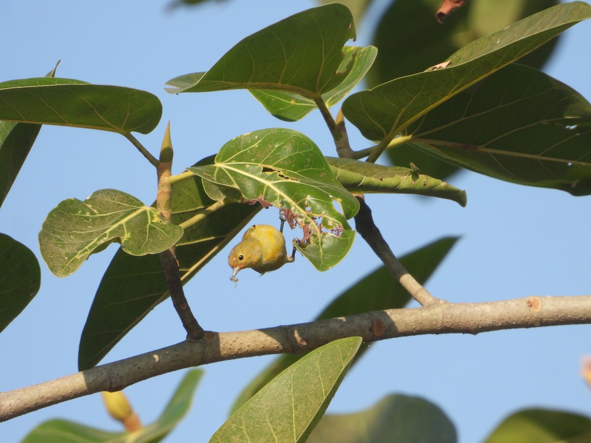 Fire-capped Tit - ML642263836