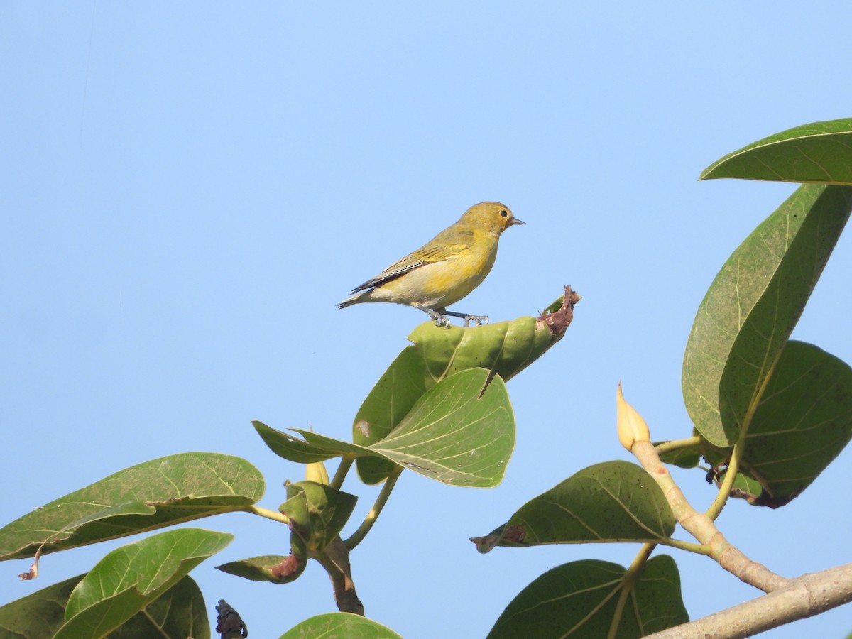 Fire-capped Tit - ML642263837