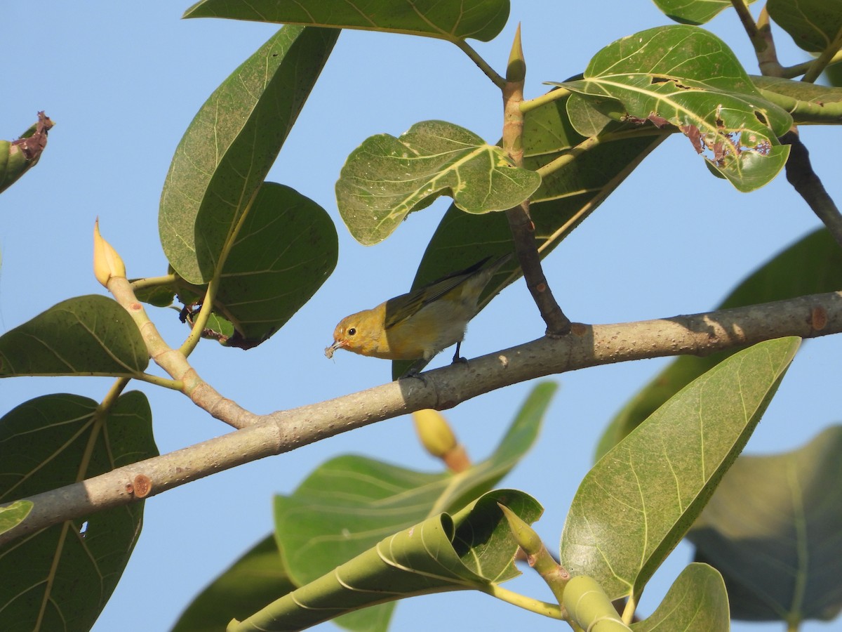 Fire-capped Tit - ML642263839