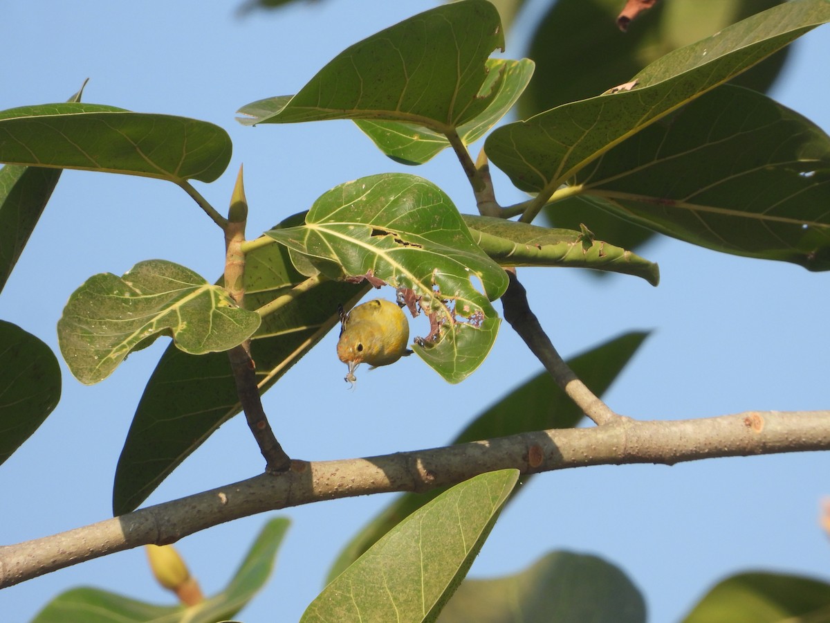 Fire-capped Tit - ML642263840