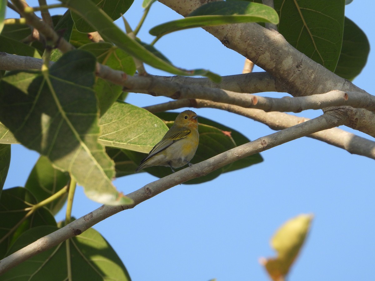 Fire-capped Tit - ML642263841