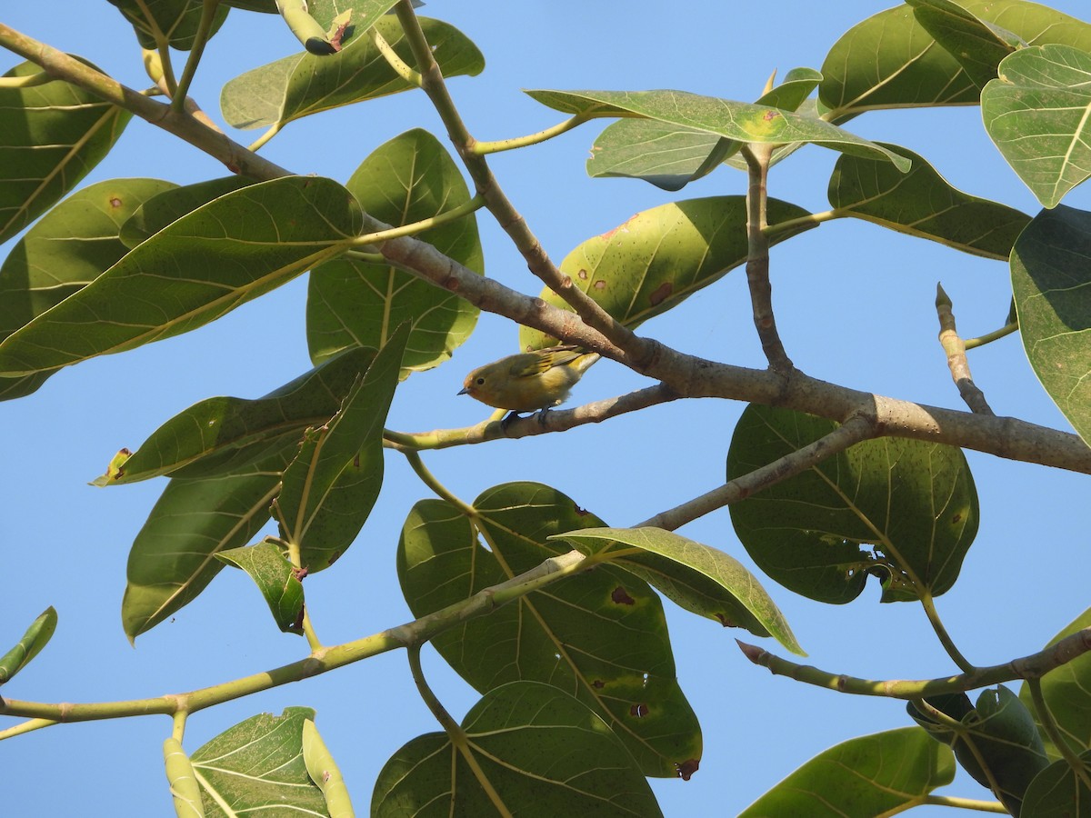 Fire-capped Tit - ML642263842