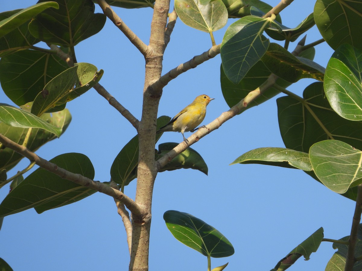Fire-capped Tit - ML642263843