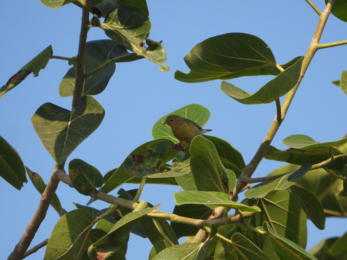 Fire-capped Tit - ML642263844