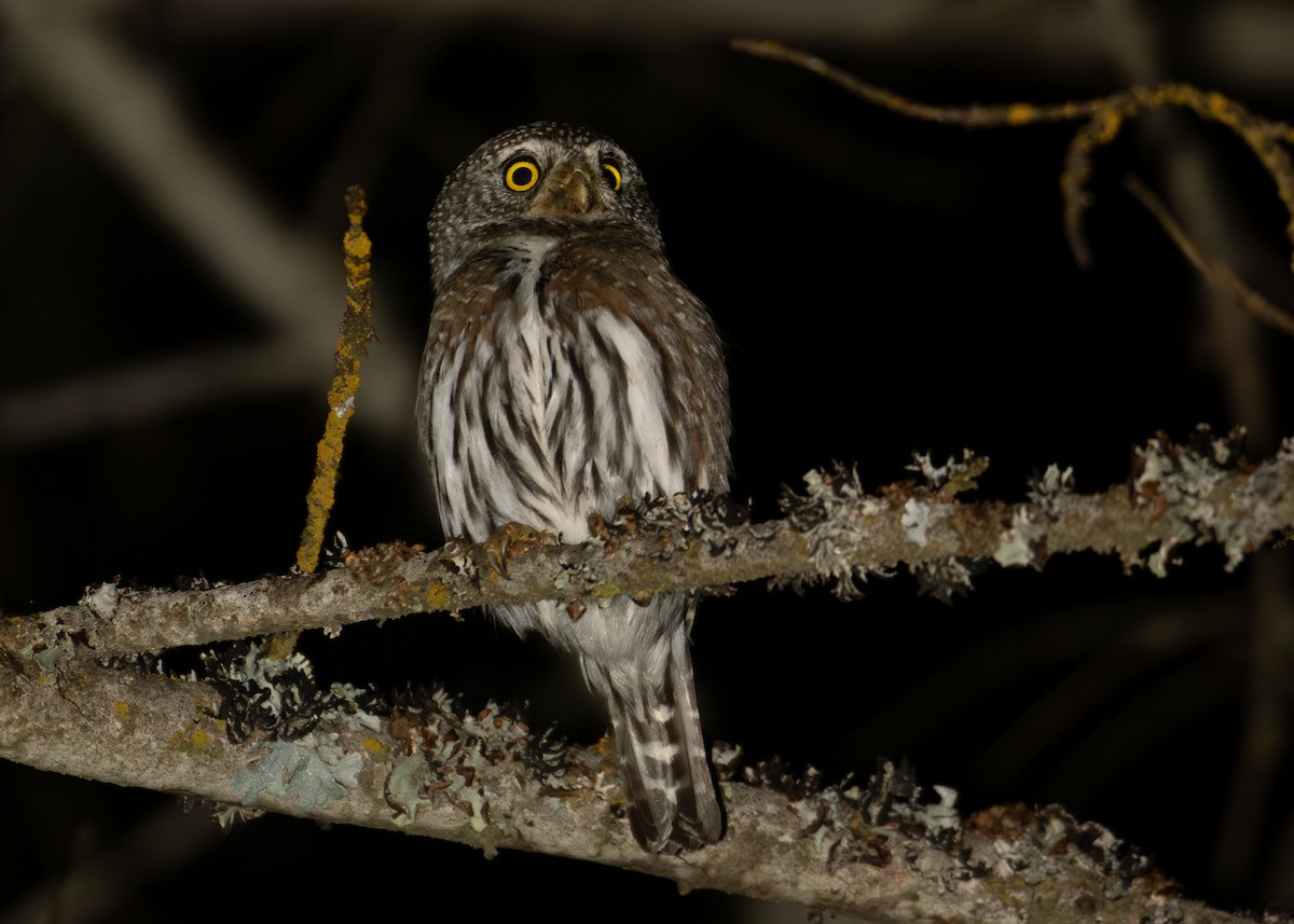 Northern Pygmy-Owl - ML642263846