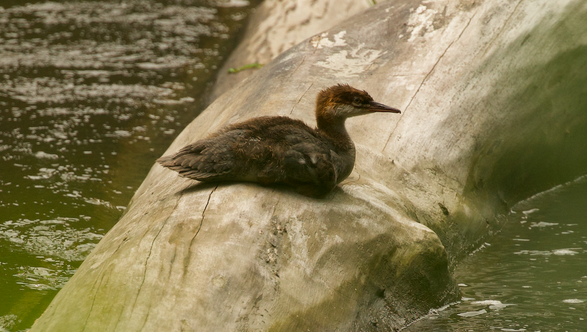 Common Merganser - ML642263852