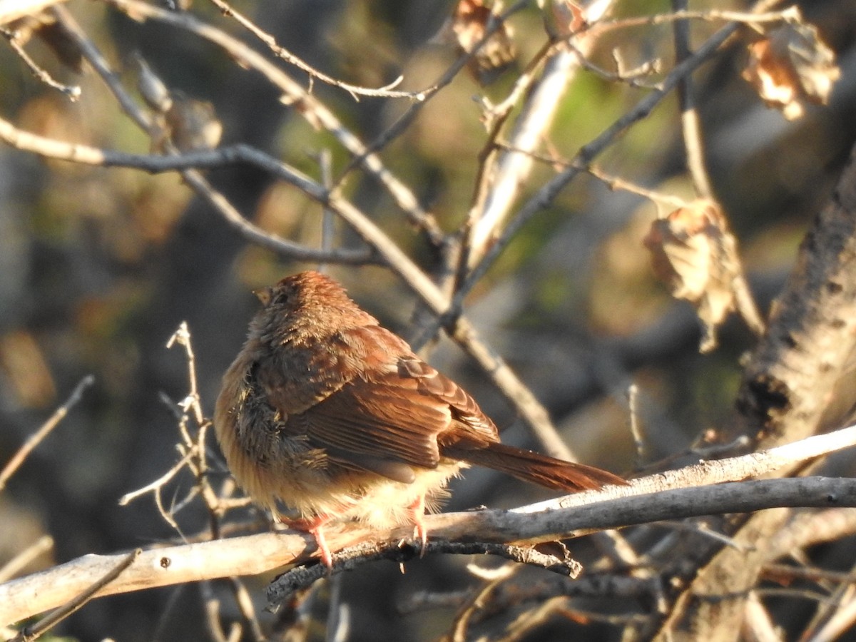 Rufous-crowned Sparrow - ML642263882
