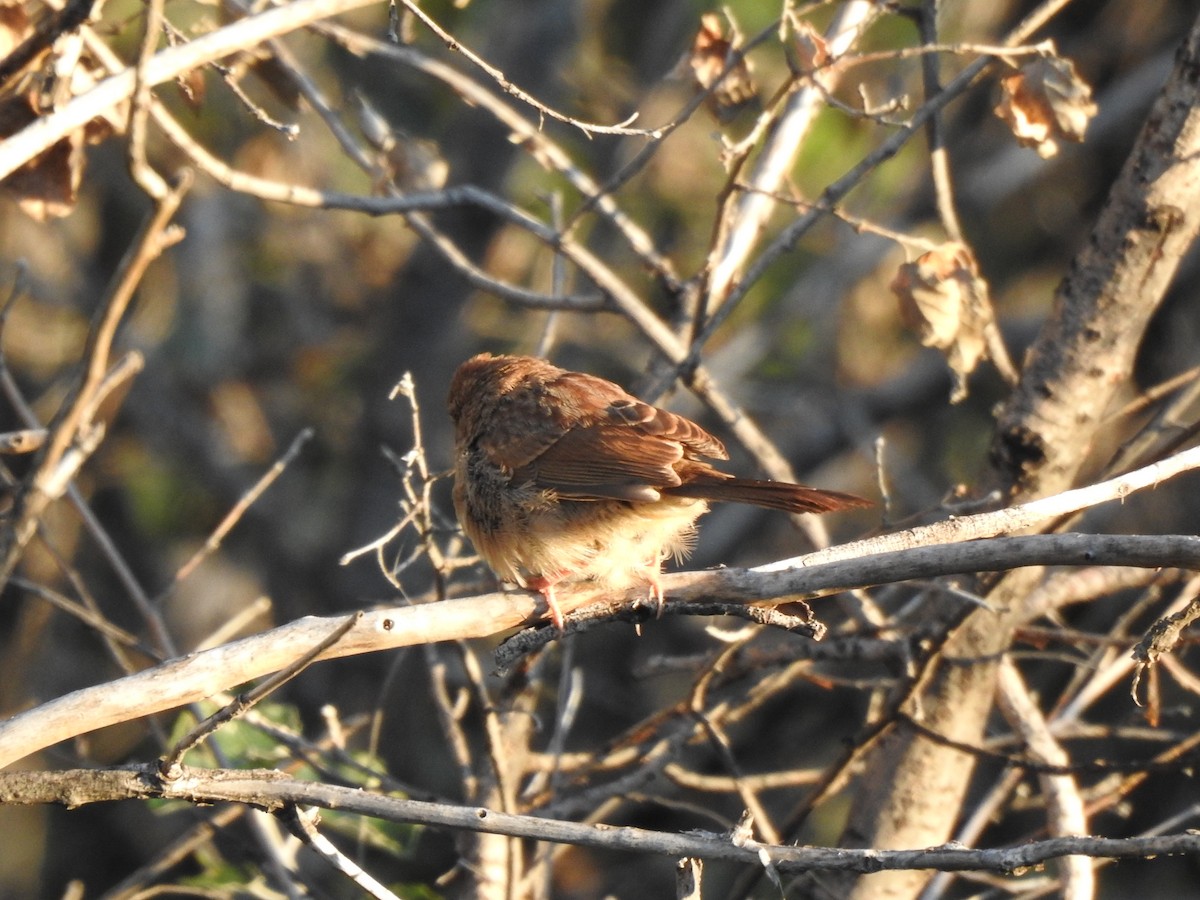 Rufous-crowned Sparrow - ML642263883