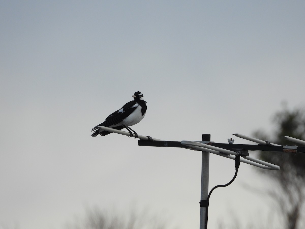 Magpie-lark - ML642263887