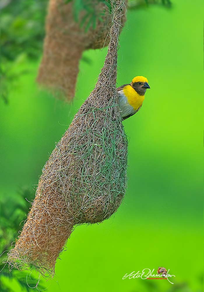 Baya Weaver - ML642263891