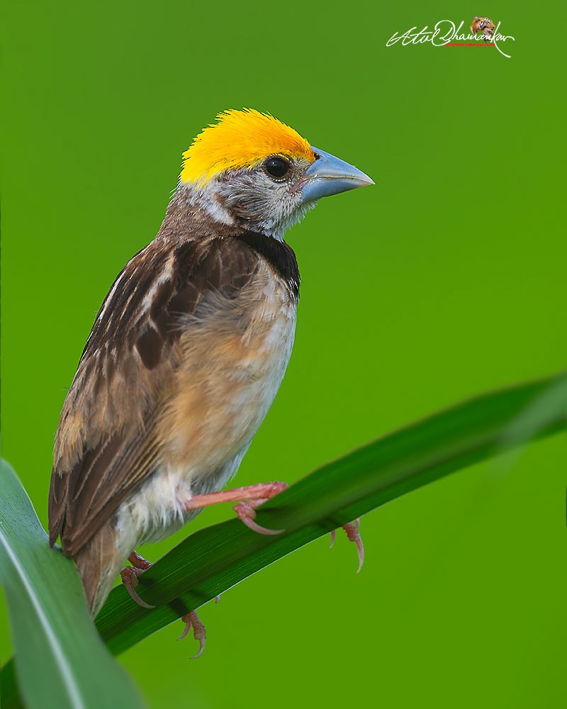 Black-breasted Weaver - ML642263897