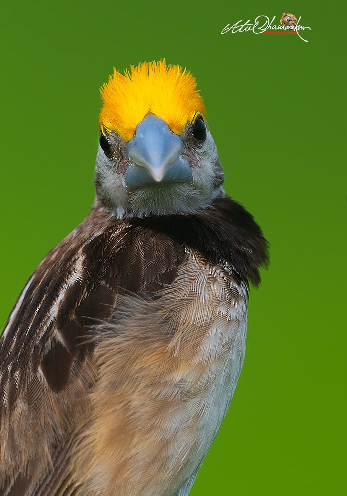 Black-breasted Weaver - ML642263898