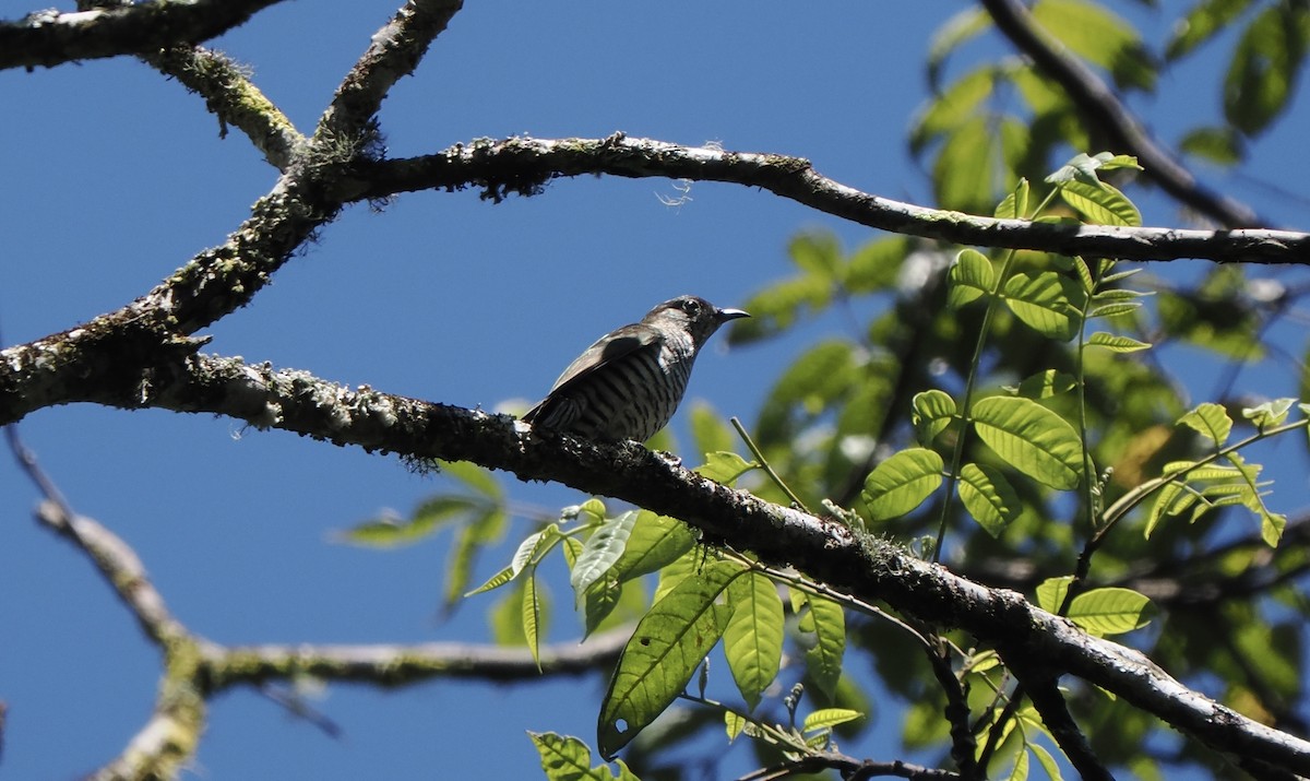 Little Bronze-Cuckoo (Gould's) - ML642263900