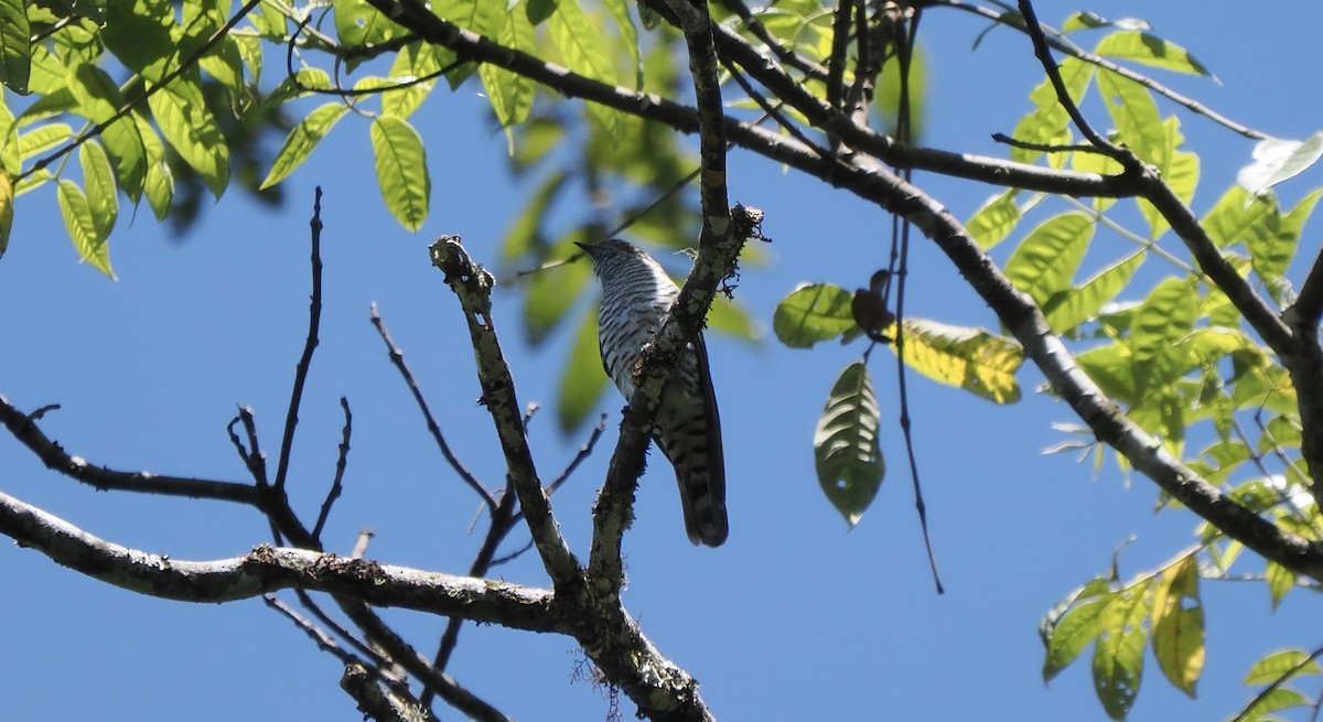 Little Bronze-Cuckoo (Gould's) - ML642263901