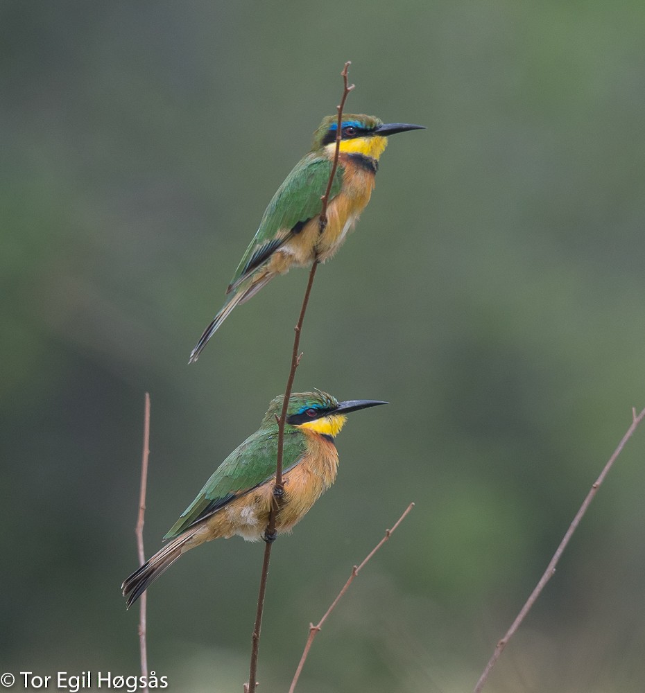 Little Bee-eater - ML64226391