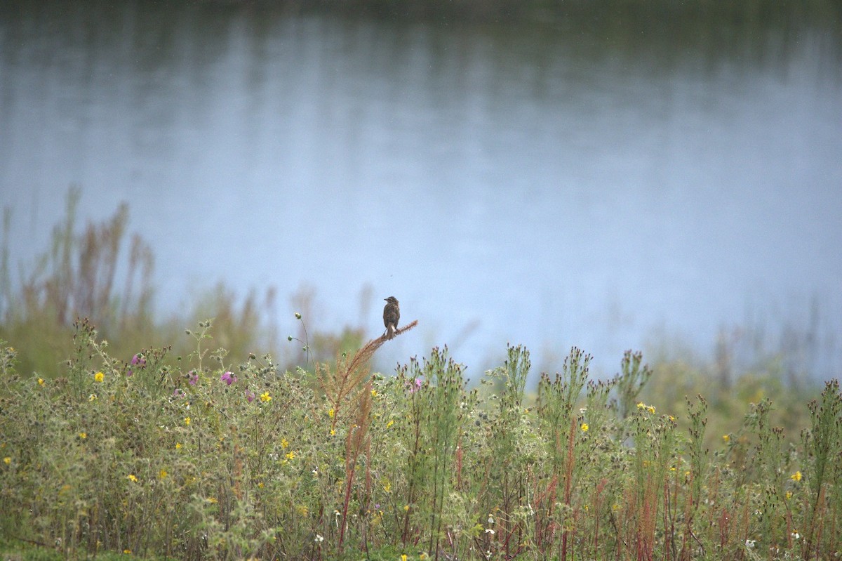 Striped Sparrow - ML642263913