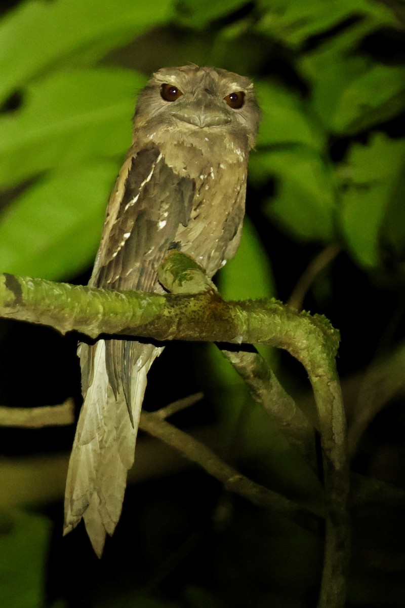 Marbled Frogmouth - ML642263917