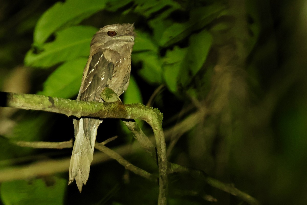 Marbled Frogmouth - ML642263918