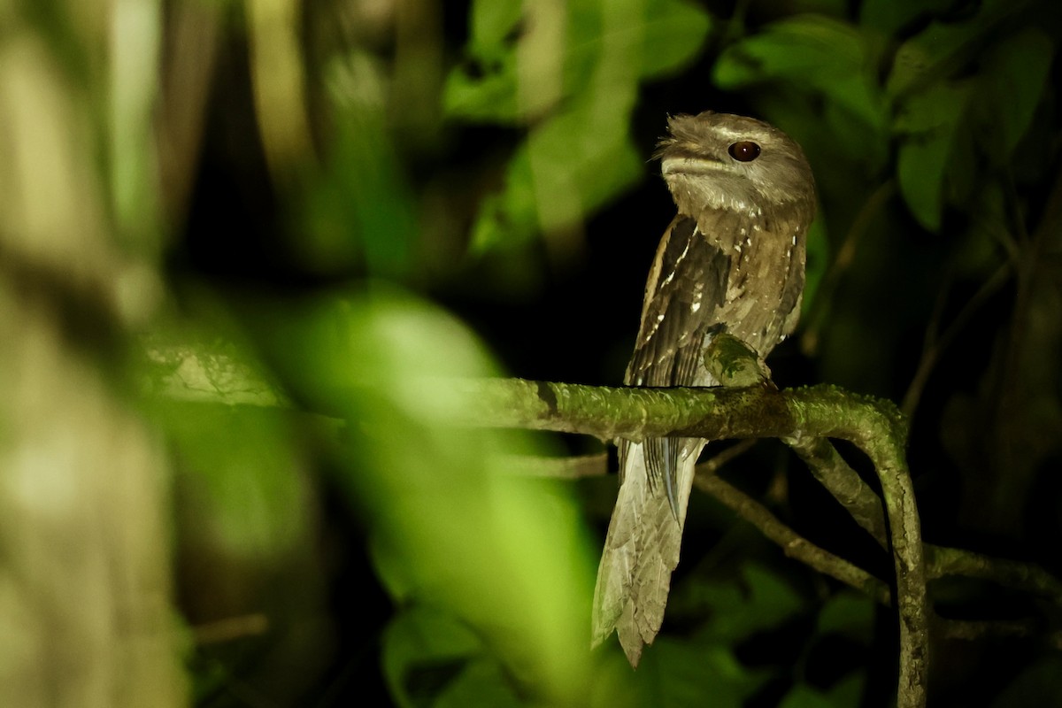 Marbled Frogmouth - ML642263919