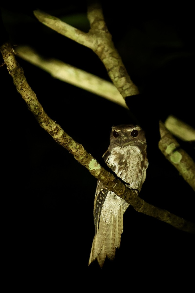 Marbled Frogmouth - ML642263921