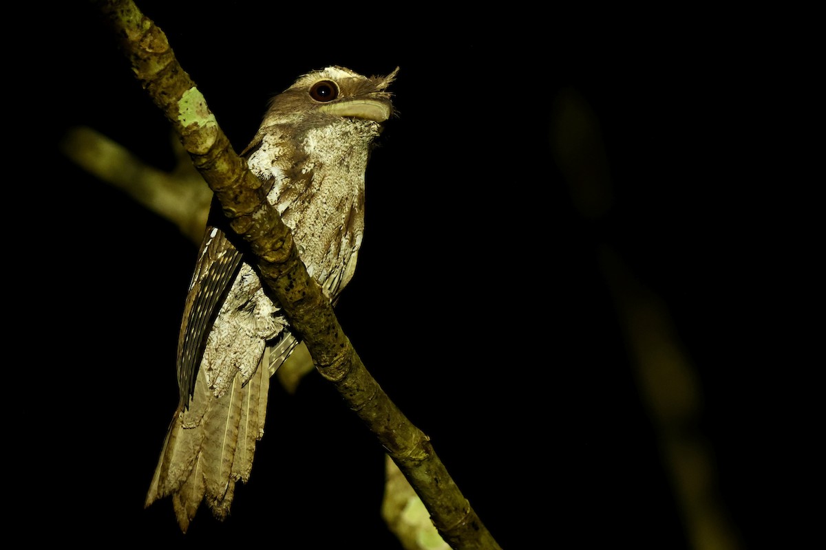 Marbled Frogmouth - ML642263922