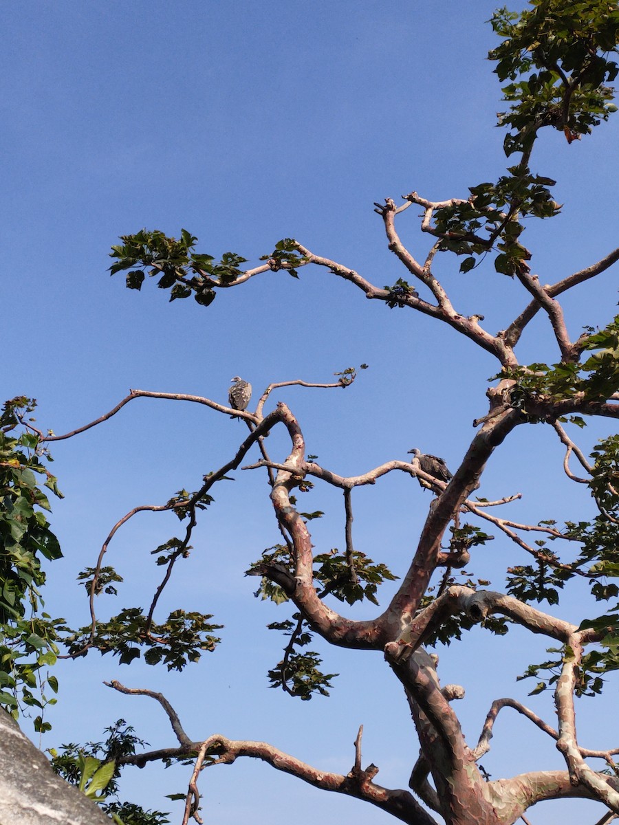 Indian Vulture - ML642263933