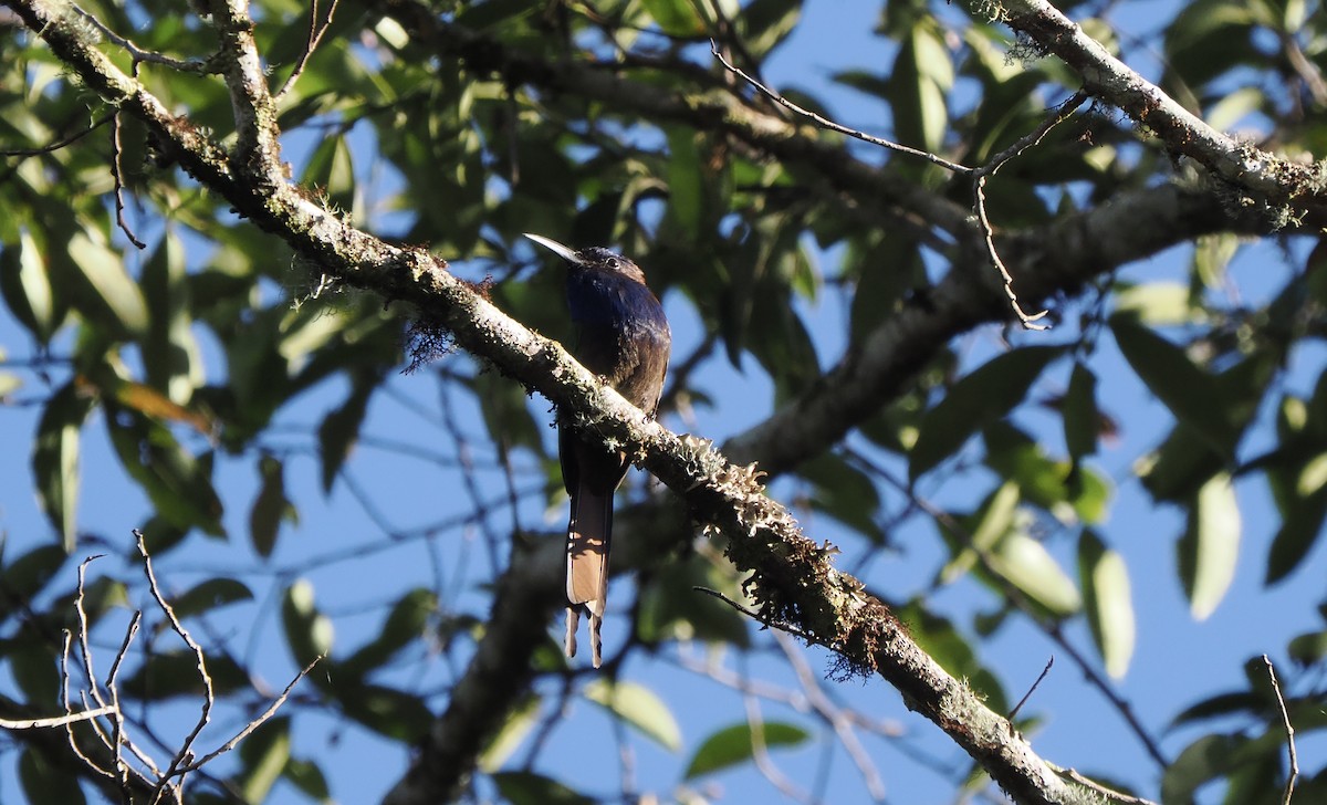 Purple-bearded Bee-eater - ML642263934