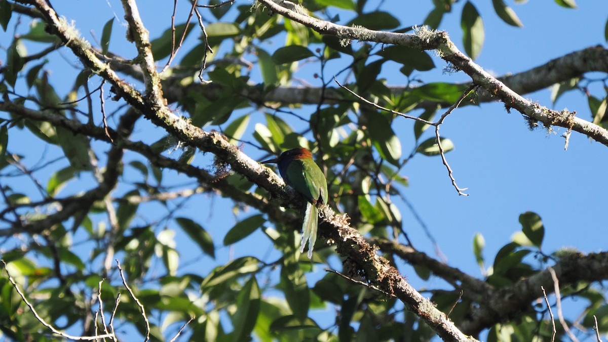 Purple-bearded Bee-eater - ML642263935