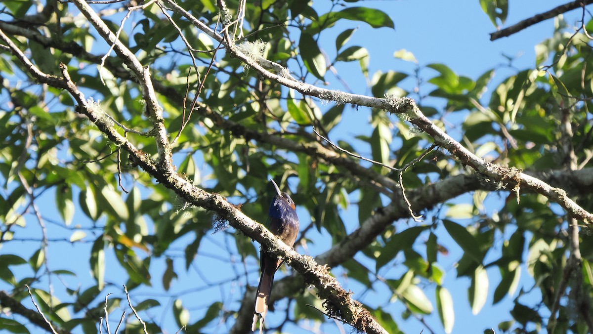 Purple-bearded Bee-eater - ML642263936