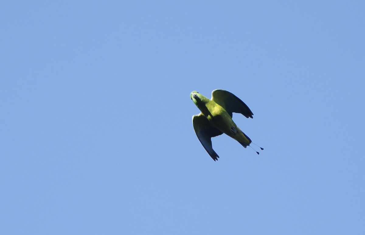 Golden-mantled Racquet-tail - ML642263937