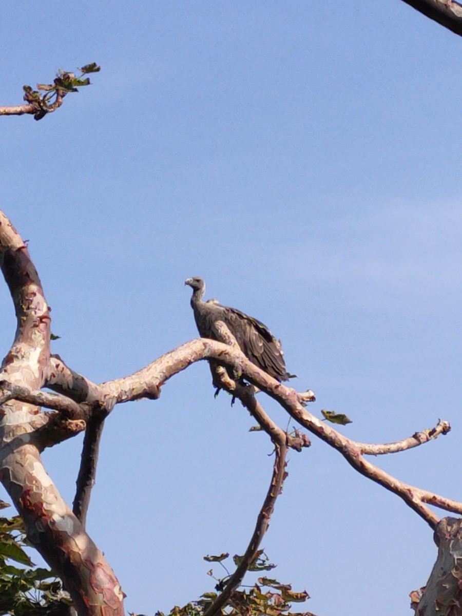 Indian Vulture - ML642263938