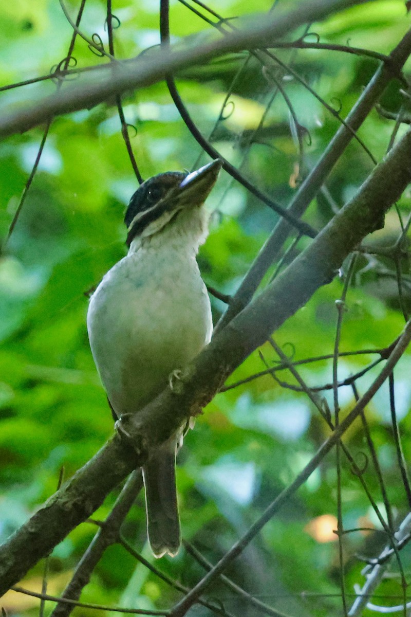 Hook-billed Kingfisher - ML642263939