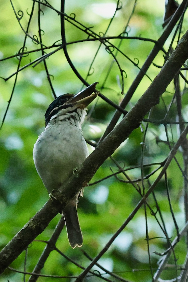 Hook-billed Kingfisher - ML642263940