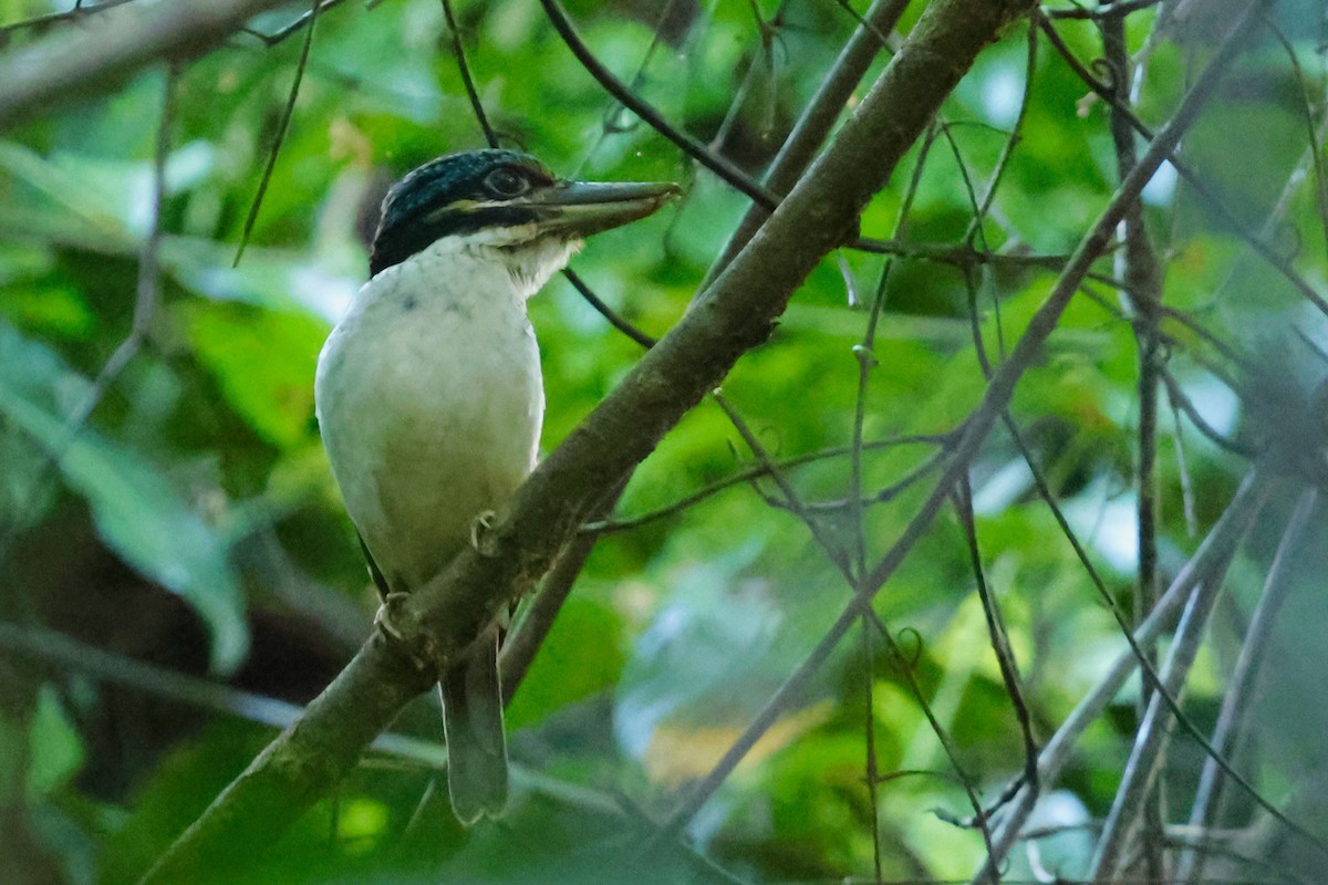 Hook-billed Kingfisher - ML642263941