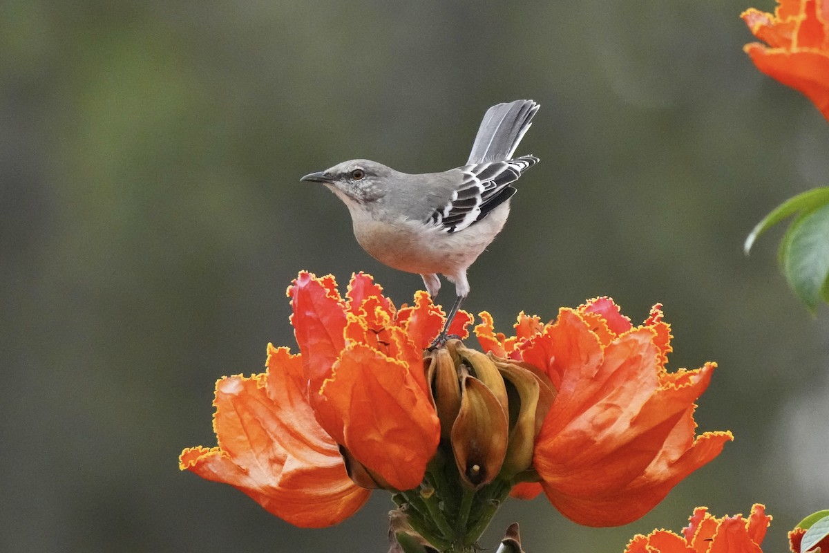 Northern Mockingbird - ML642263942