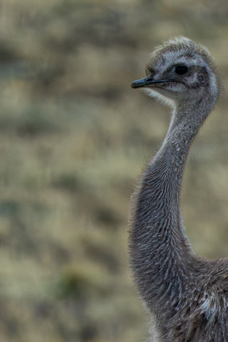 Lesser Rhea - ML642263948