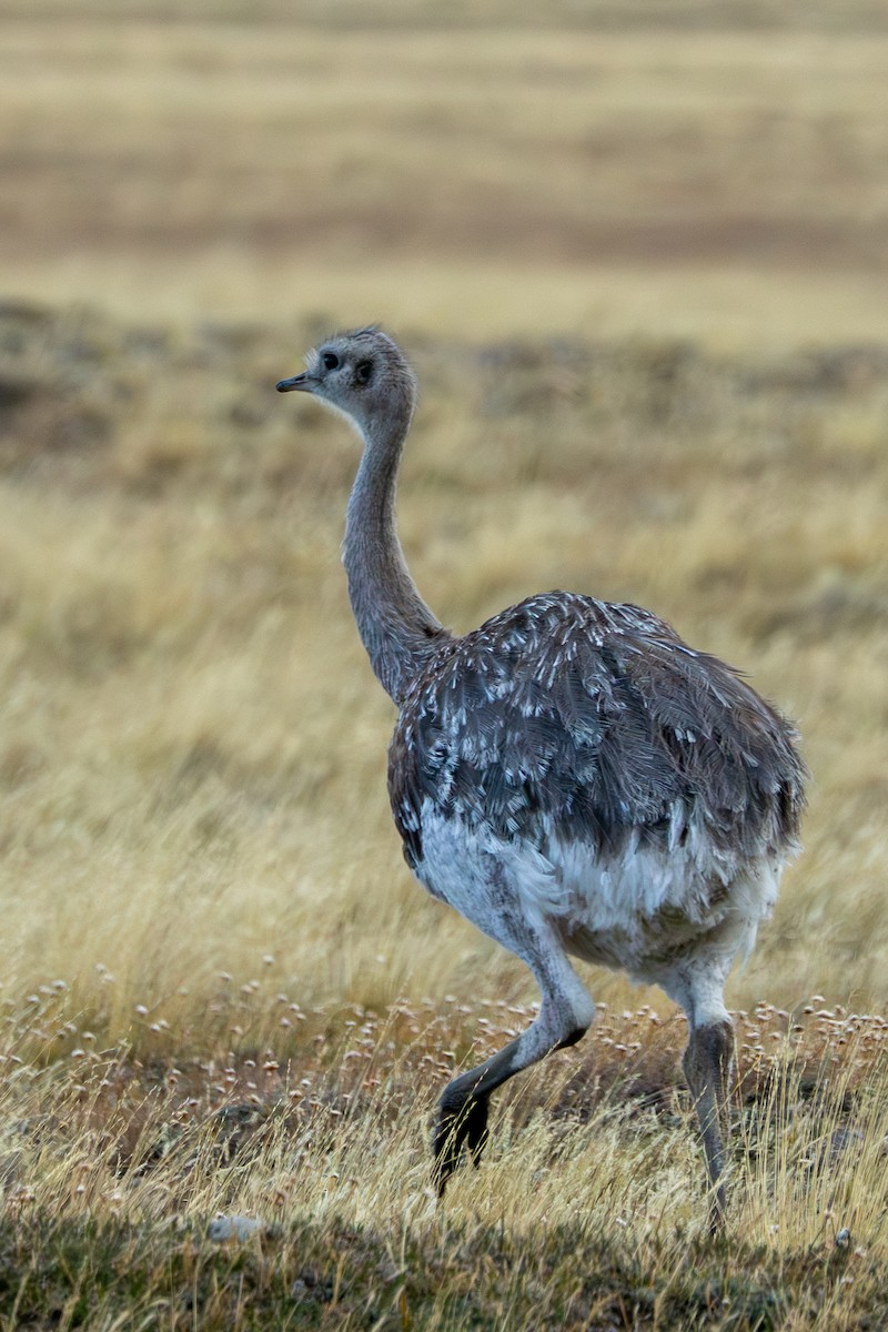 Lesser Rhea - ML642263949