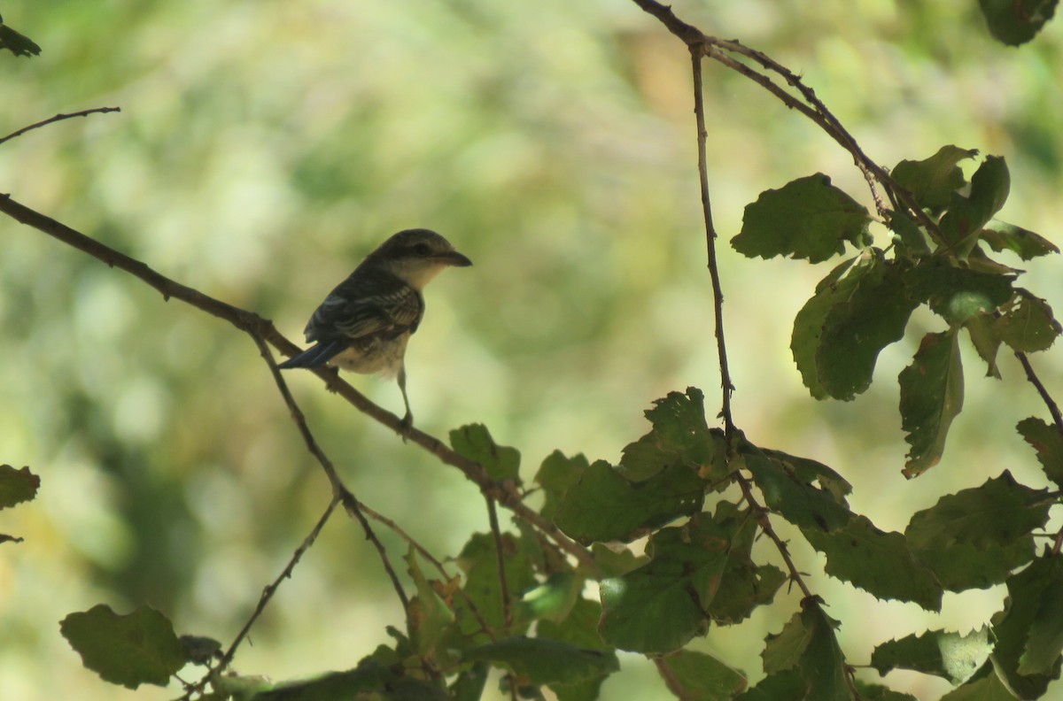 Averla mascherata - ML642263952