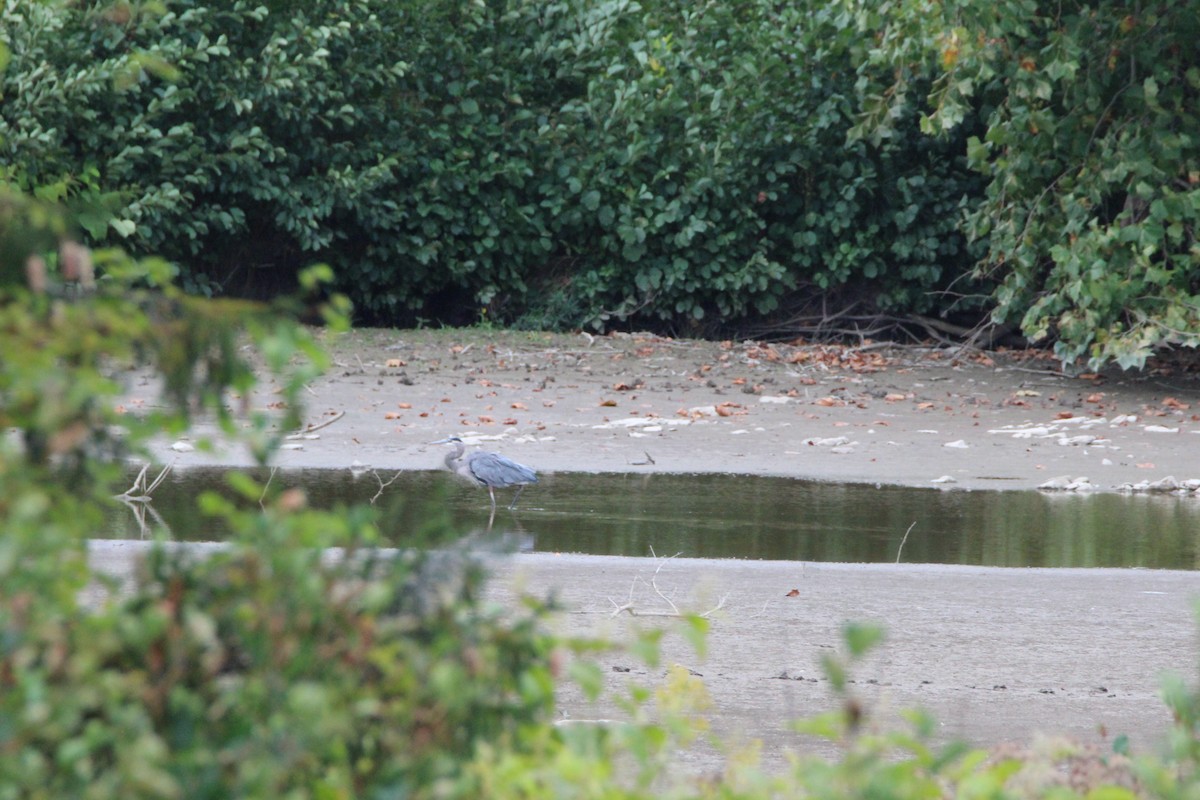 Great Blue Heron - ML642263953