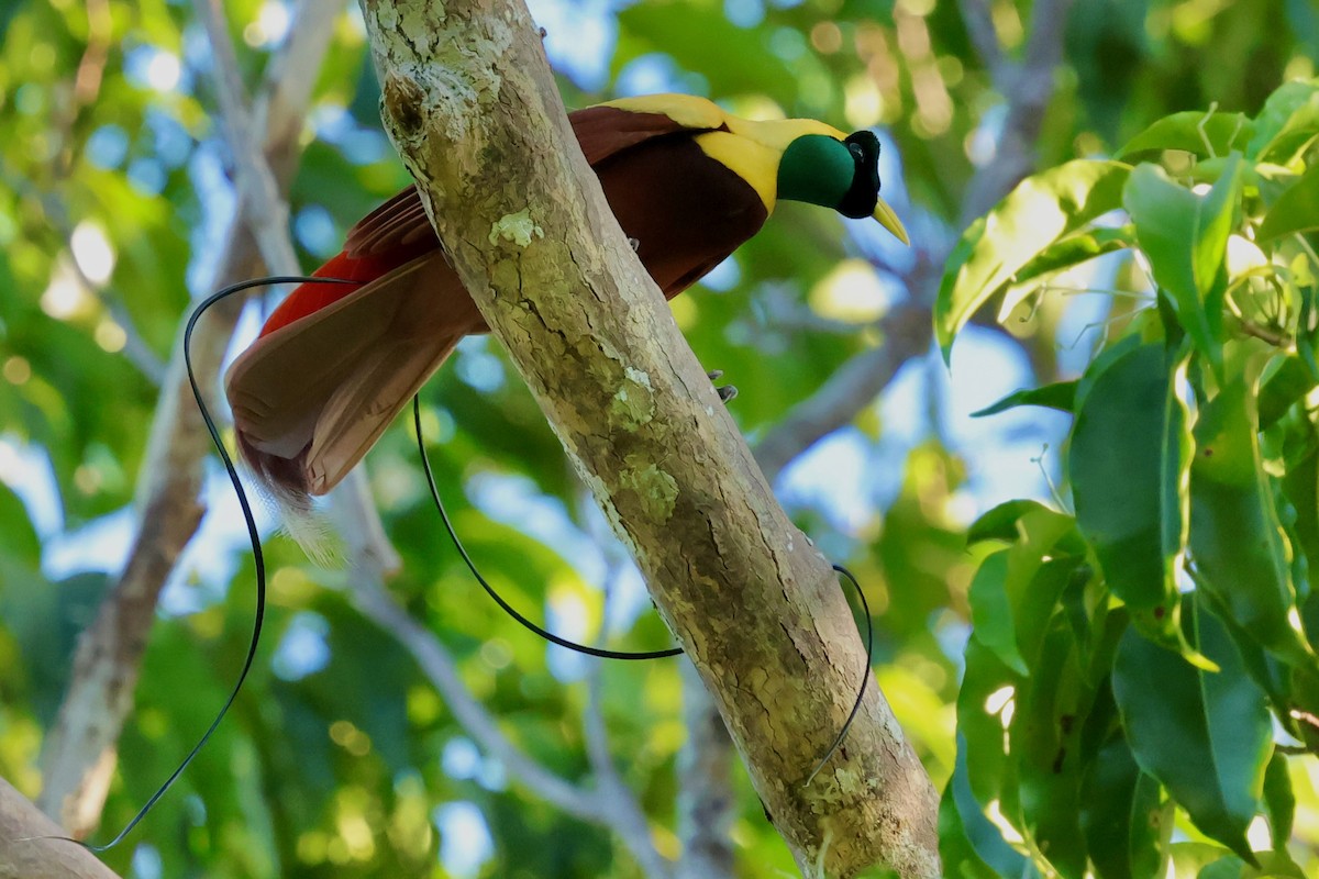 Red Bird-of-Paradise - ML642263955