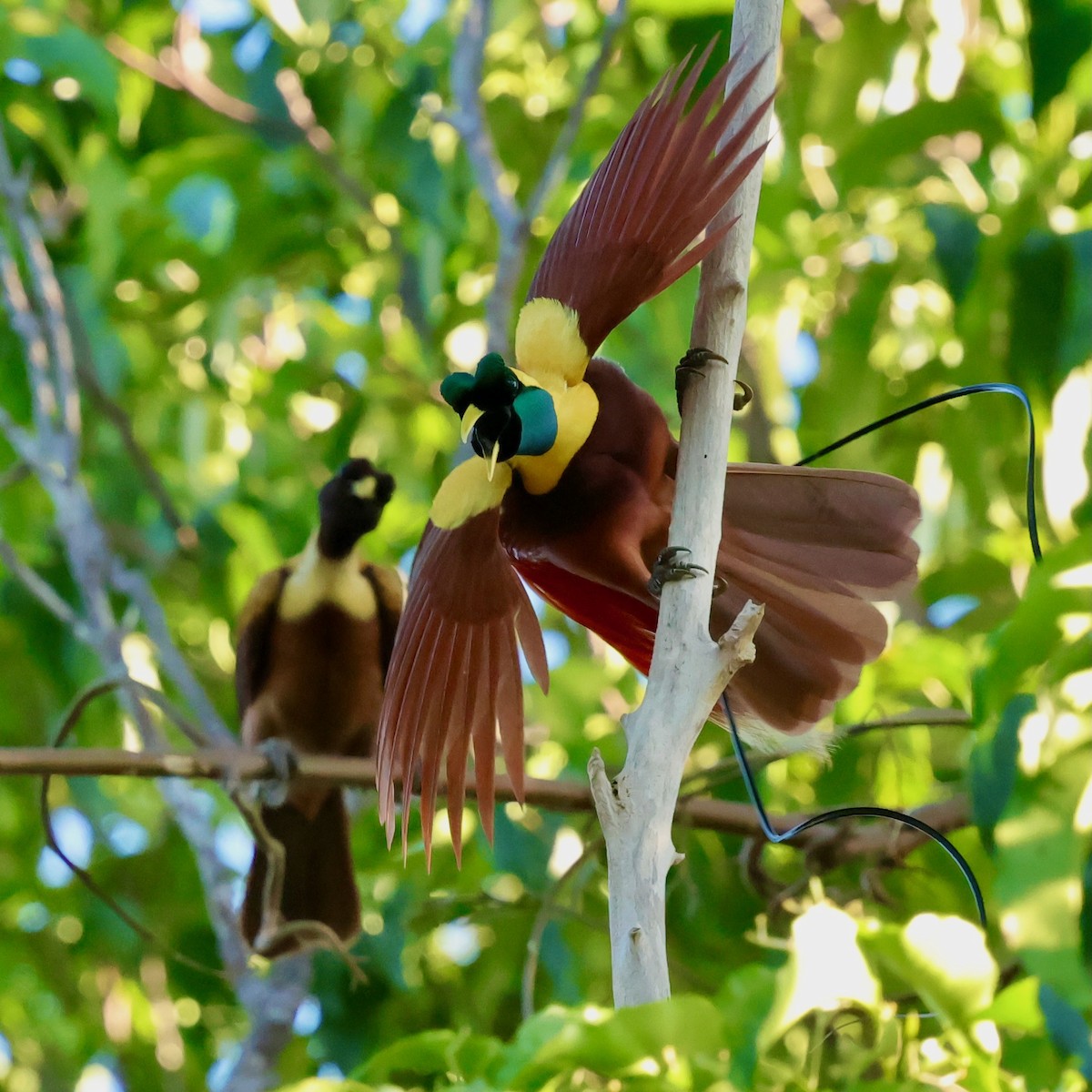 Red Bird-of-Paradise - ML642263956