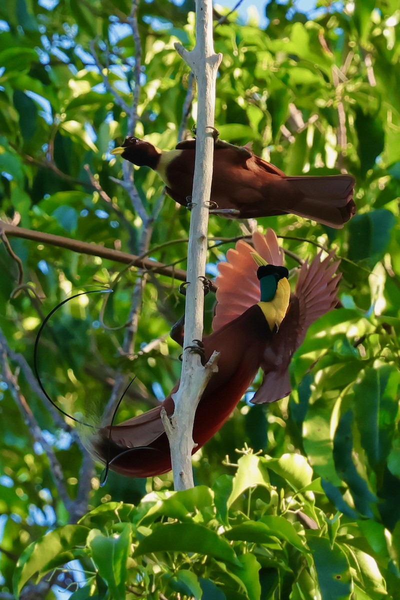 Red Bird-of-Paradise - ML642263957