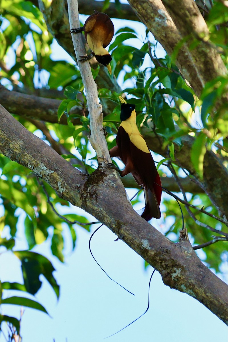Red Bird-of-Paradise - ML642263958