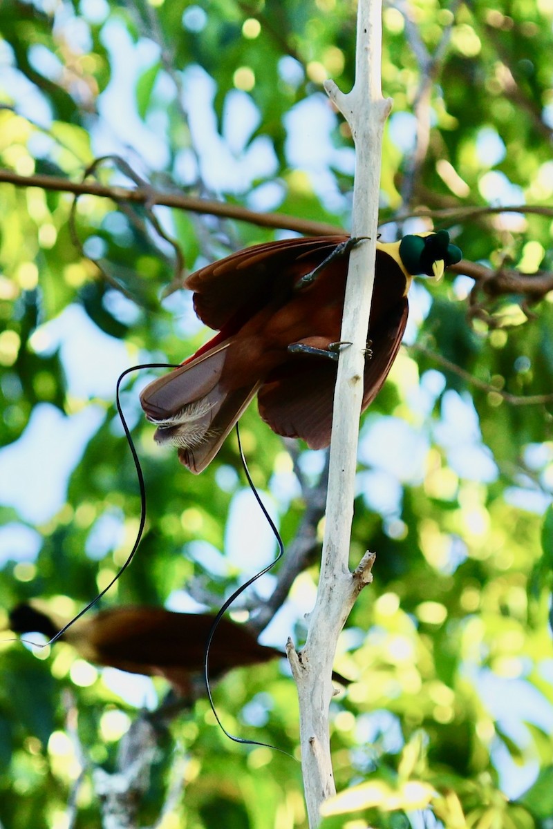 Red Bird-of-Paradise - ML642263959
