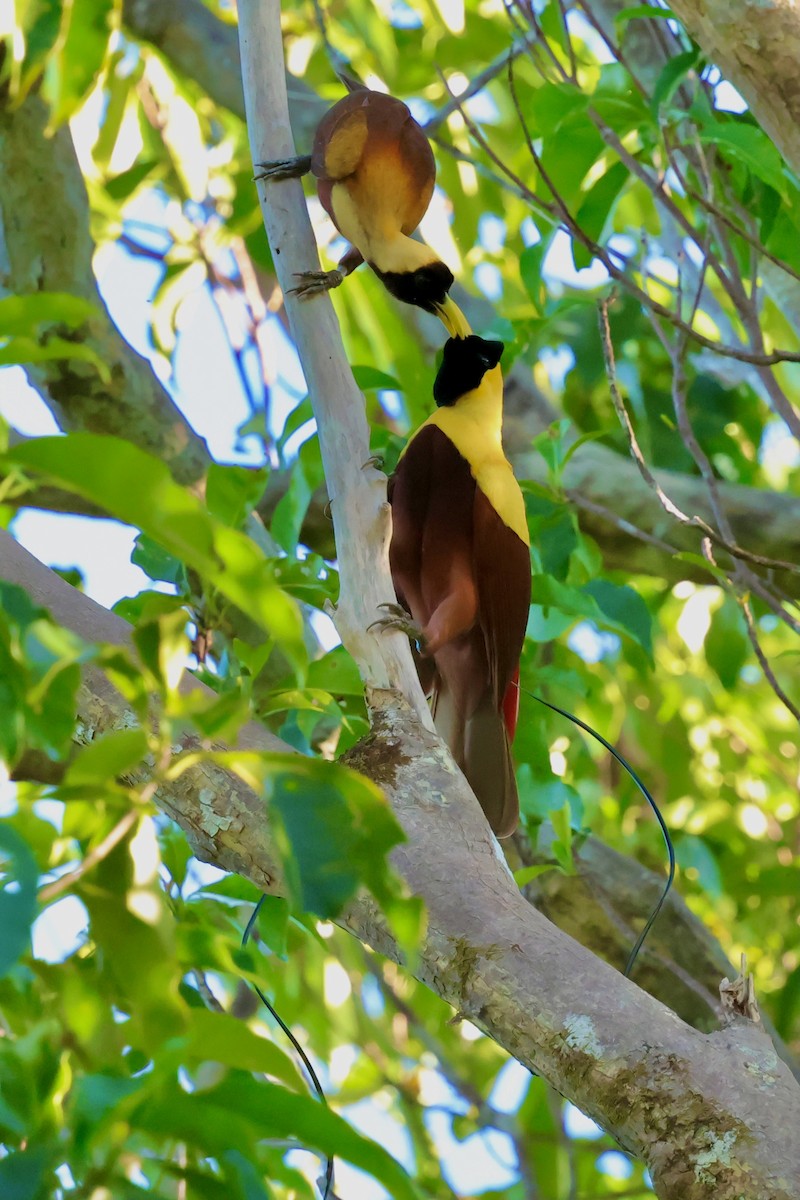 Red Bird-of-Paradise - ML642263961