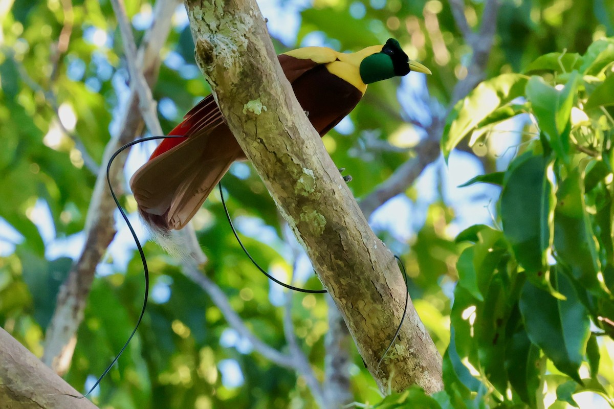 Red Bird-of-Paradise - ML642263962